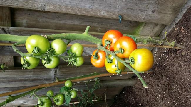 Tomaten-zomer-2016-251221472460051.jpg