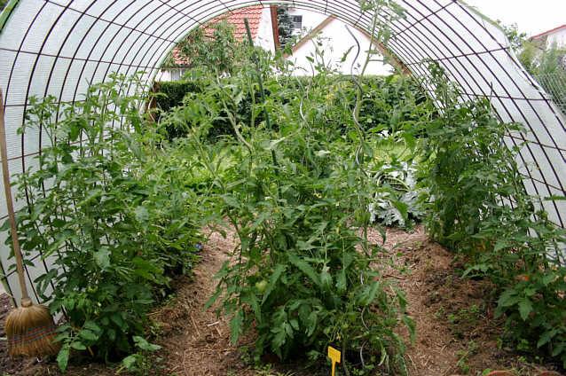 Tomaten0807a60441391260185.jpg