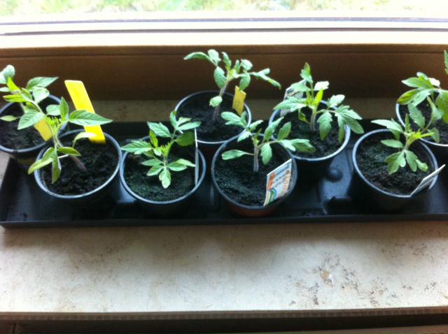 Tomaten89281461434282.jpg