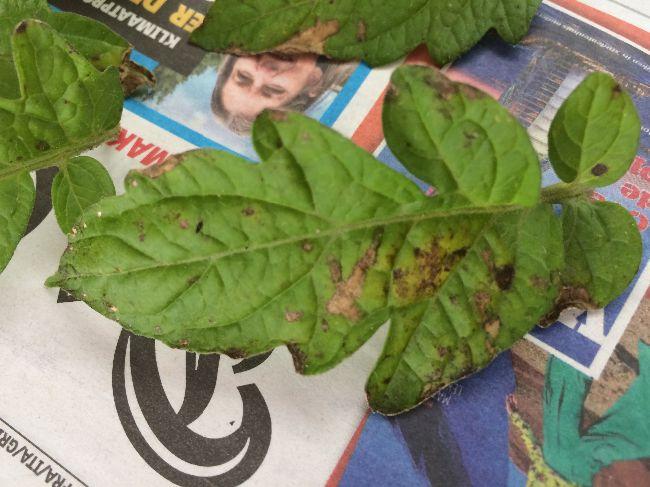 Tomatenblad27871558971938.JPG