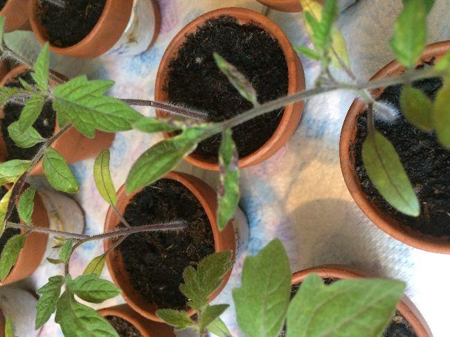 Tomatenproblemen---Cherry28641554559679.JPG