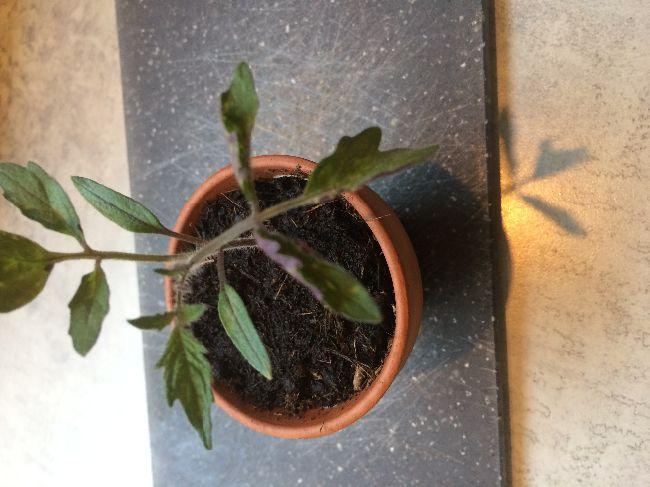 Tomatenproblemen---Roma82981554559687.JPG
