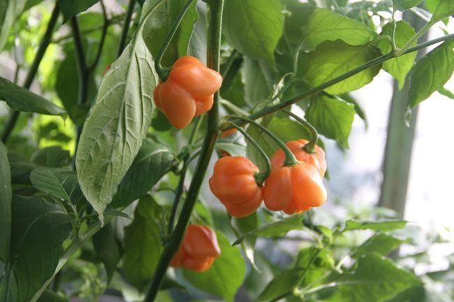 Trinidad-Scorpion-Peach134081573220945.jpg