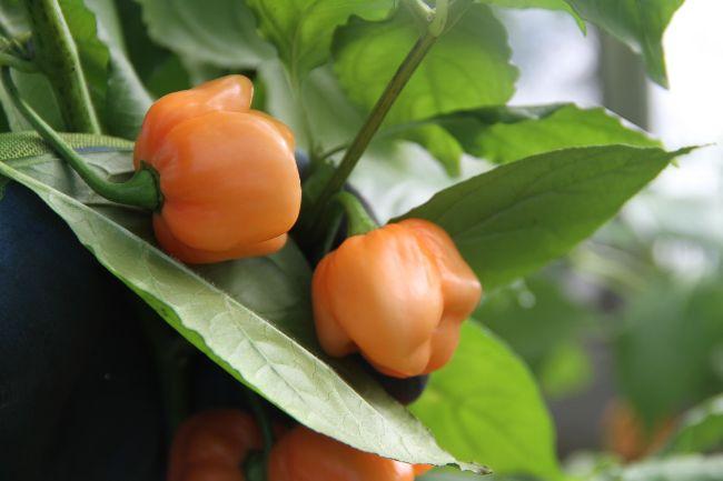 Trinidad-Scorpion-Peach27221573220934.jpg