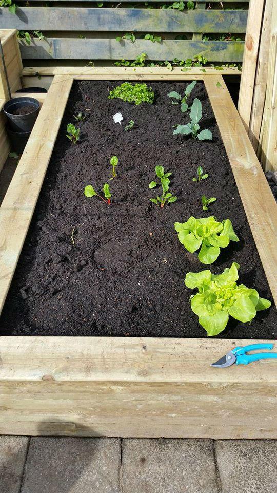 Tuin-3-6-15-137281433311663.jpg