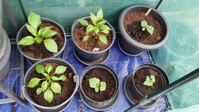 Tuin-3-6-15-390651433312075.jpg