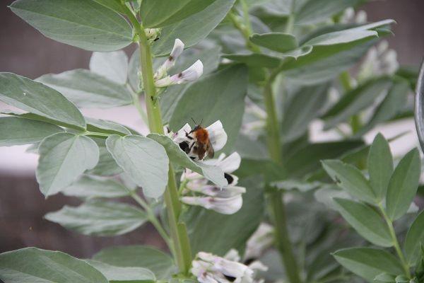 Tuinbonen-hommel351441523526321.jpg