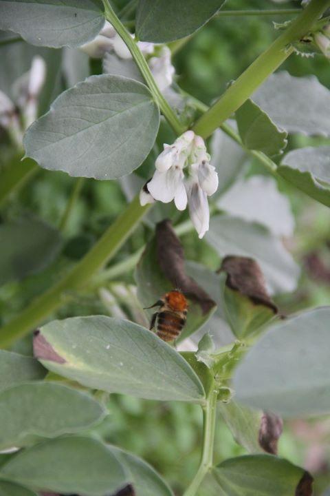Tuinbonen-hommel60661523526381.jpg