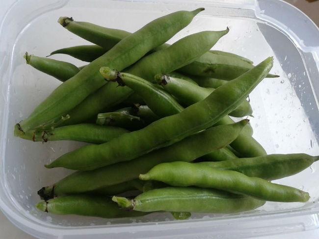 Tuinbonen174811401615990.jpg