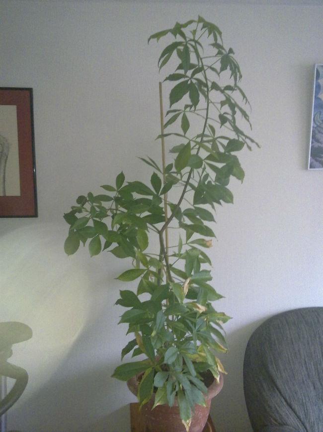 Unknown-plant-full52471478518916.jpg