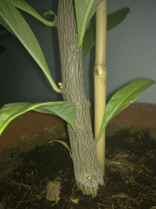 Unknown-plant-trunk67211478518917.jpg