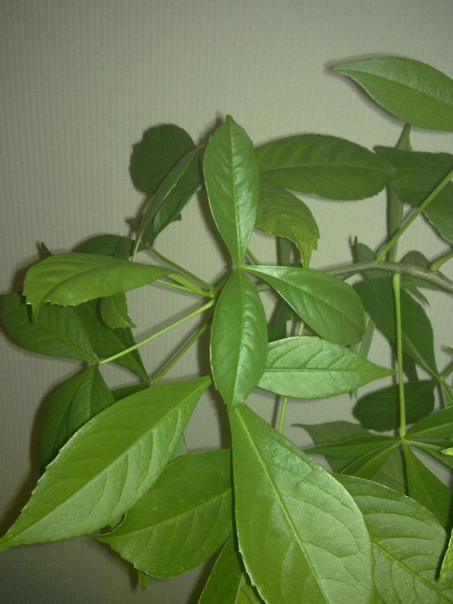 Unknown-plant55431478518918.jpg