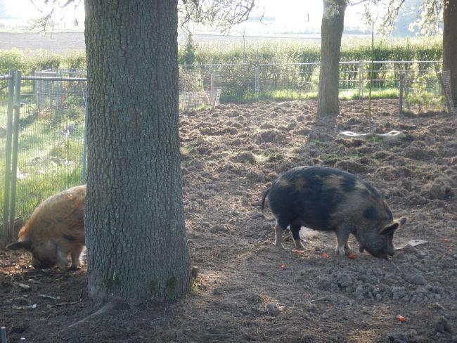 Varkens80361491423894.JPG