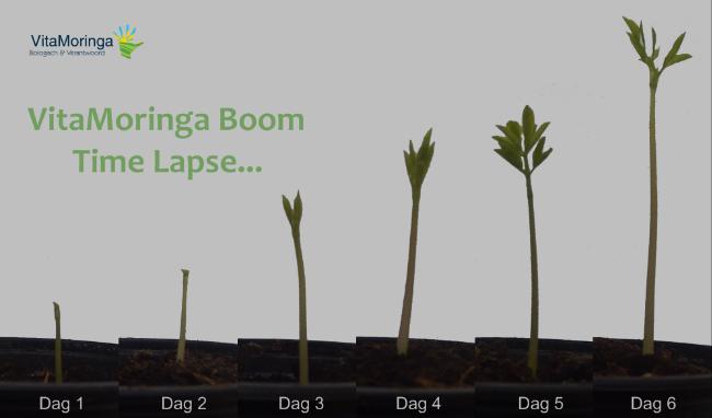 VitaMoringa-Boom-Time-Lapse-6-days69461460727630.png