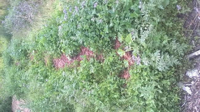 WP2017061200764671497349665.jpg