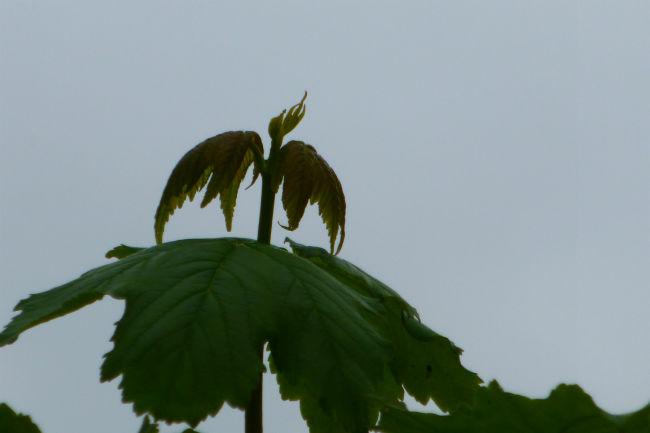 Wat-is-dit-voor-plant65701432737964.JPG