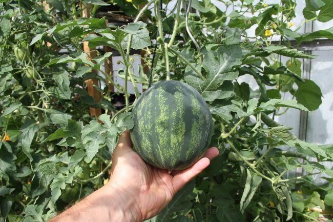 Watermeloen227751563706527.jpg