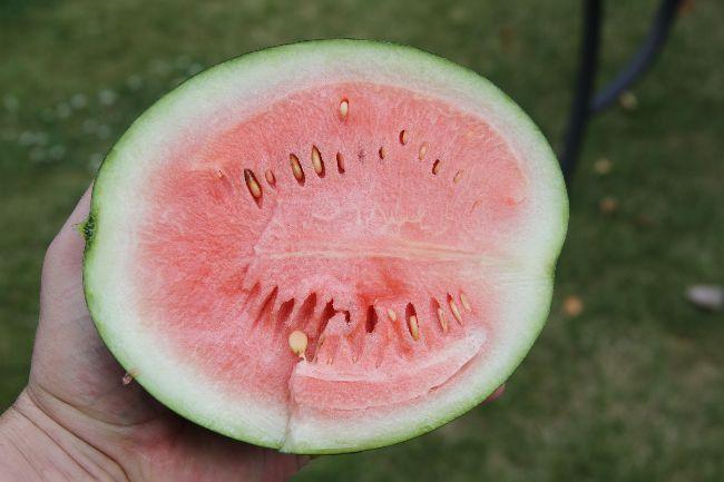 Watermeloen462501564151736.jpg