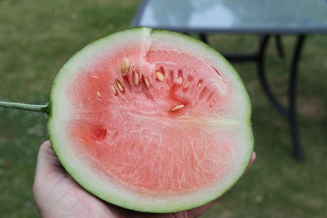 Watermeloen593841564151746.jpg