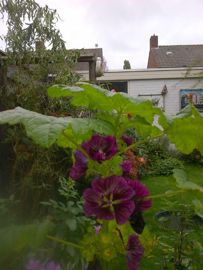 Weert-20151007-0038954871444480968.jpg