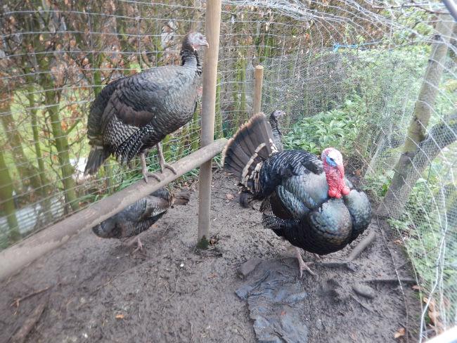 Wilde-kalkoen81321460235115.JPG