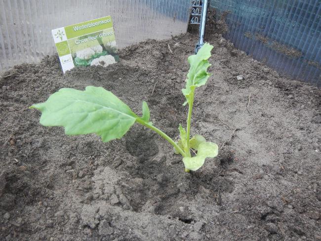 Winterbloemkool-523451410886363.JPG