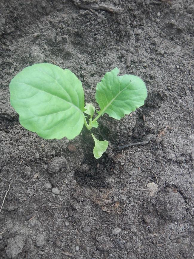 Winterbroccoli-115011410886466.JPG