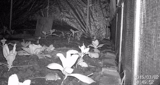 Woelrat-in-Tunnel-I51461425323583.jpg