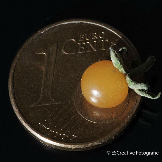 Worlds-smallest-tomato-366041378572650.jpg