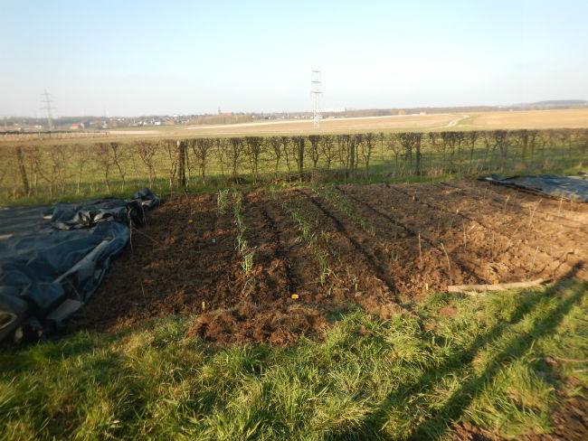 Wortels-uien-knoflook-geplant60341457892781.JPG