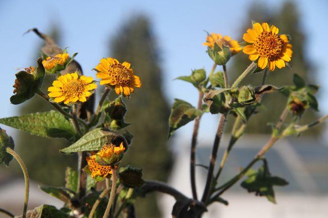 Yaconbloem258101573221699.jpg
