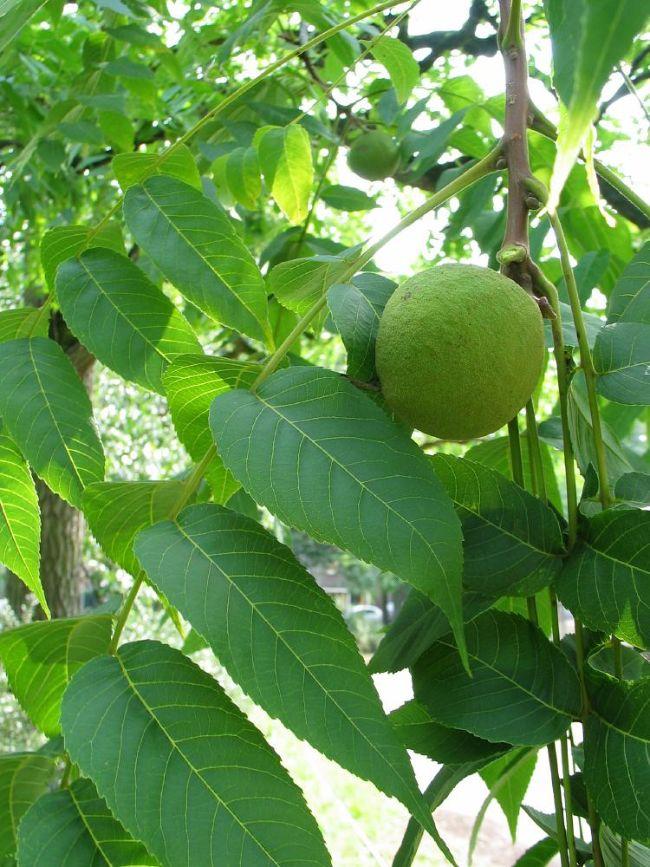 Zwarte-walnoot-Juglans-nigra-Black-walnut77301556865220.jpg