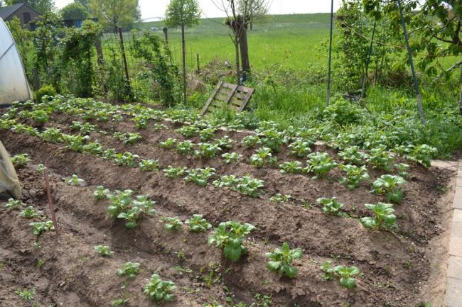 a-aardappelveld43141369044032.jpg