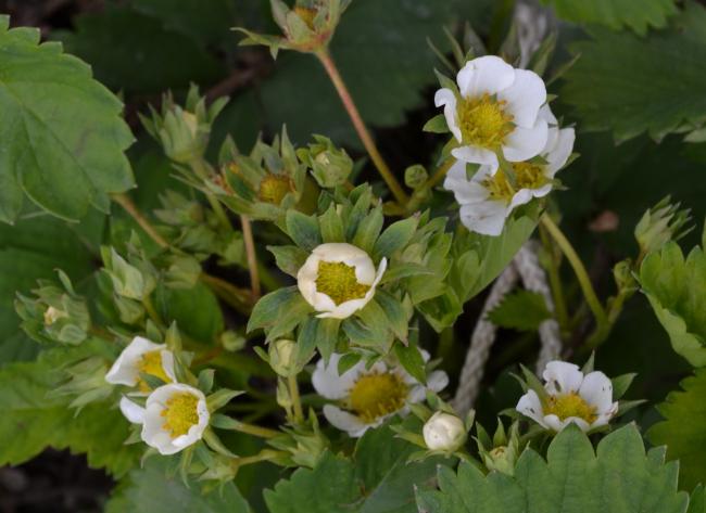 a-aardbeien-in-bloei22481369981324.jpg