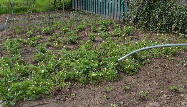 a-aardbeienveld-bijna-schoon17771369043500.jpg