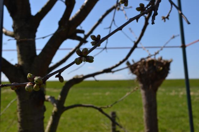 a-gesnoeide-kersenboom66571366533257.jpg