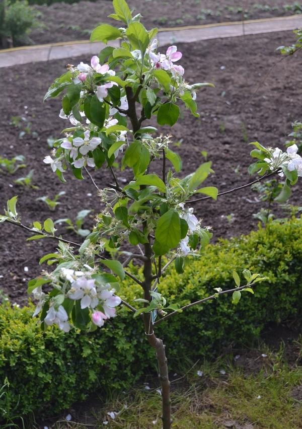 a-uitgebloeide-appelboom96401369043238.jpg