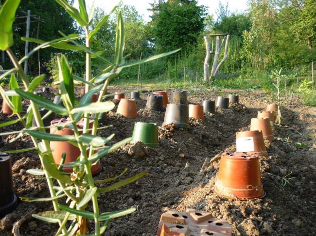 aardappelbloempot58111366577204.jpg