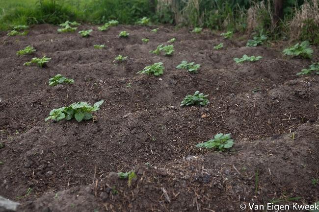 aardappelen70801430165503.jpg