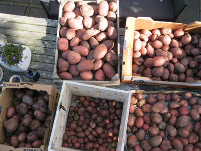 aardappeloogst-texla2-w77401346332023.jpg