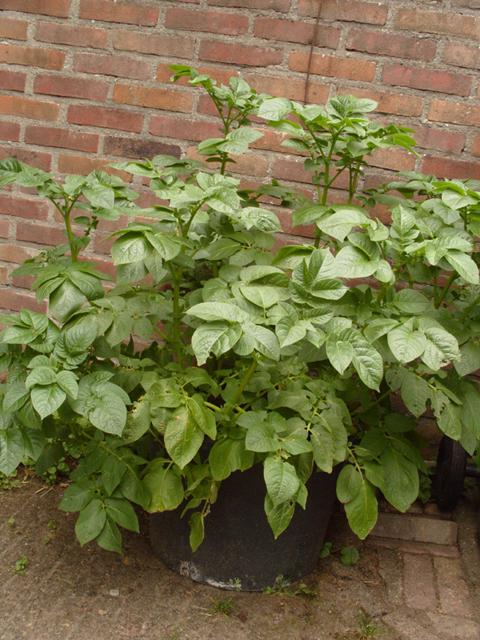 aardappelsinpot99291340204479.JPG