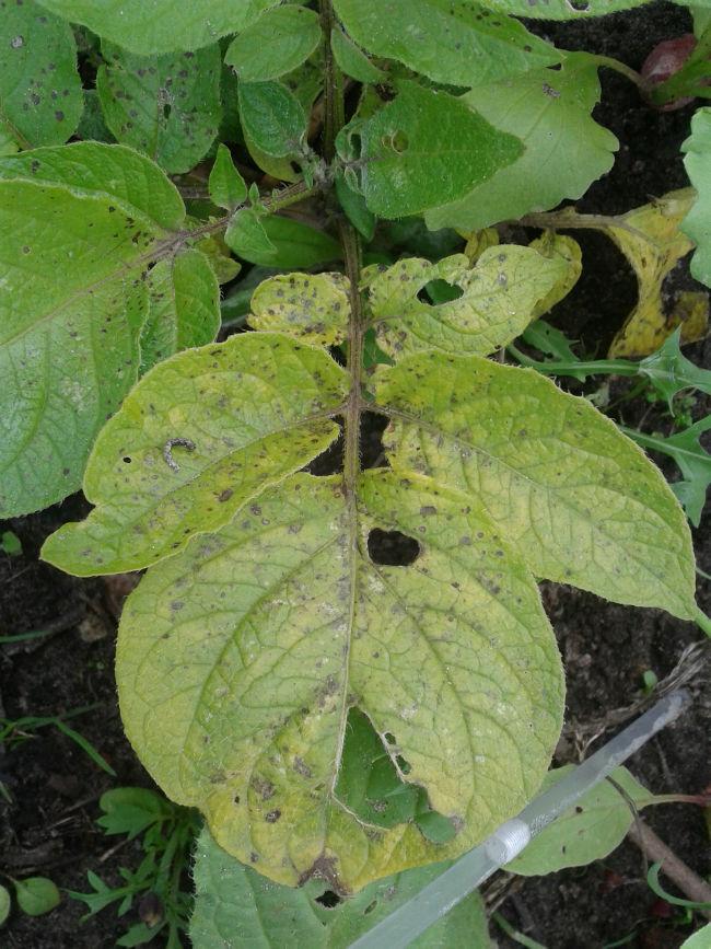 aardappelziekte--42181401441364.jpg