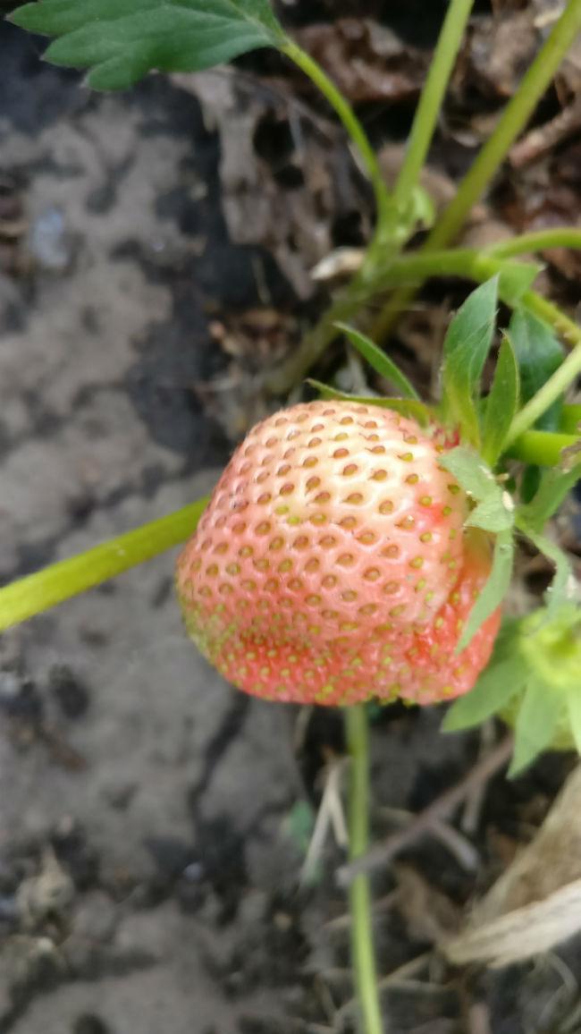 aardbei-eerste-verkleuring-15mei90191526414236.jpg
