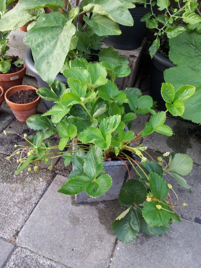 aardbei-in-pot-18-7-1319551374142475.jpg