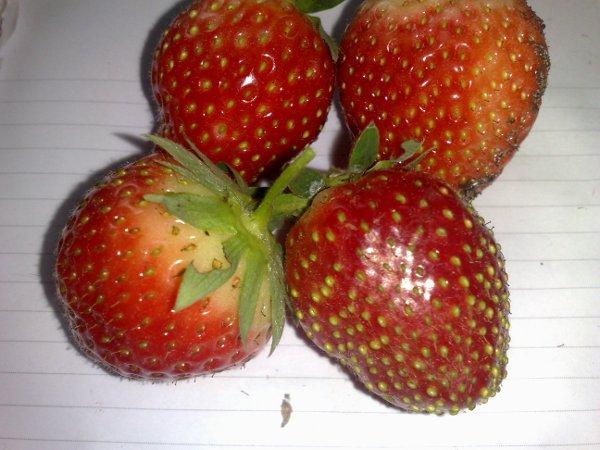 aardbei-met-aantasting58841372264212.jpg