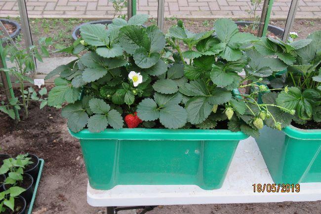 aardbei270341558204253.JPG