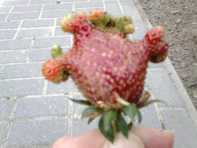 aardbei30171401814407.jpg