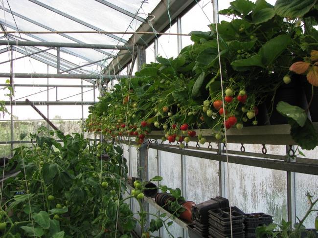 aardbeien-goot95471327521463.jpg