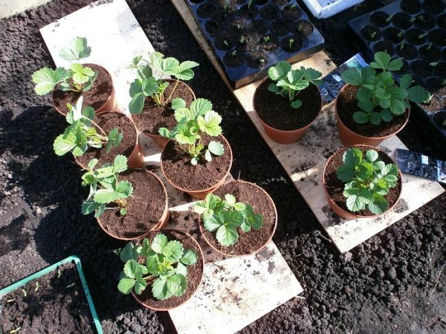 aardbeien-pot19061331483708.jpg