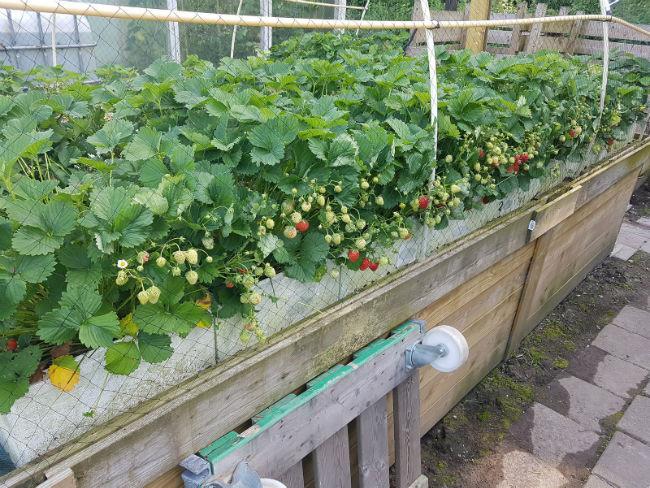 aardbeien45871528233222.jpg